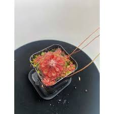 Image result for Drosera natalensis