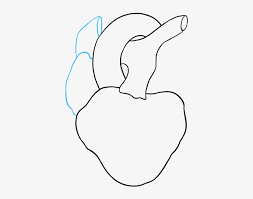 Check spelling or type a new query. How To Draw A Human Heart Step By Step