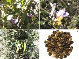 Image result for Canavalia gladiata