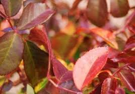 Maybe you would like to learn more about one of these? Rose Bush With Red Leaves What Causes Leaves To Turn Red On Roses