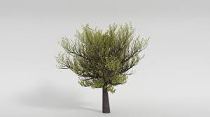 Spring Tree 3d Model Blend Spring Tree Tree Free Tree