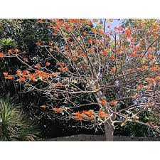 Image result for Erythrina madagascariensis