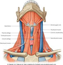The neck is an extremely complicated place in the body. Http Podcast Tmu Edu Tw Filedownload 303
