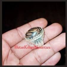 Toko batu akik online terpercaya jual batu akik batu permata cincin berkualitas asli bukan palsu dengan harga murah. Cincin Nibong Merah Tikam Batu Mati Panah Petir Rare Shopee Malaysia