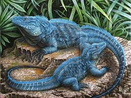 The Grand Cayman Blue Iguana Iguana Pets Reptiles And Amphibians