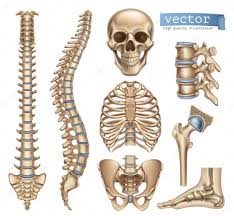 Anatomists talk about both bone and bones. Human Skeleton Structure Skull Spine Rib Cage Pelvis Joints Anatomy And Medicine 3d Vector Icon Set Premium Vector In Adobe Illustrator Ai Ai Format Encapsulated Postscript Eps Eps Format