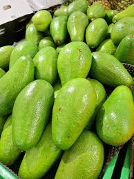 Image result for Persea americana