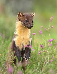 The Martens Constitute The Genus Martes Are Slender Agile Animals Adapted To Living In Taigas And Are Found In Animals Wild Animals Beautiful Cute Animals
