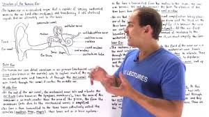 Ears also help to maintain balance. Structure Of The Human Ear Youtube