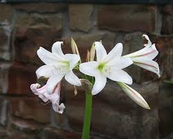 Image result for Crinum lugardiae