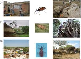 Cititurf's certified pest control experts can provide you with termite inspection free of charge, carried out by our certified cititurf professionals. Vector Transmission How It Works What Transmits Where It Occurs Sciencedirect