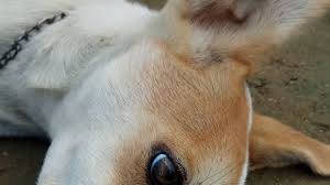 Check spelling or type a new query. Jika Mimpi Mendapati Anjing Mati Hati Hati Aib Anda Akan Jadi Bahan Omongan Tribun Jogja