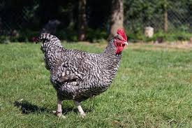 15 Races De Poules Pondeuses Pour Avoir Des Oeufs En 2020 Races De Poules Pondeuses Poule Pondeuse Pondeuse