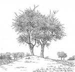 Image result for Balanites pedicellaris