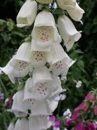 Image result for Digitalis purpurea alba/ red spots