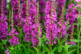 Image result for Lythrum rotundifolium