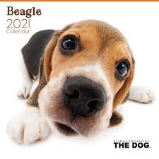 Sundance 2021 stars in unforgettable early roles. The Dog 2021 Calendars Are Now Available The Dog Official Brand Site