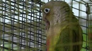 We will find the best pet shops near you (distance 5 km). Man Stomps Bird To Death After Allen Park Pet Store Didn T Give 30 Refund