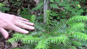 Image result for Tiliacora funifera