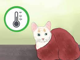 My son left his door open, and a bat flew in, and my cat killed the bat. 3 Ways To Tell If Your Cat Is Dead Wikihow