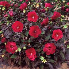 Spring Hill Nurseries Red Flowers Midnight Marvel Hibiscus Live Bareroot Perennial Plant 1 Pack 66340 Hardy Hibiscus