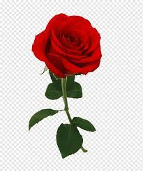 Download now 40 gambar bunga cantik indah bagus comel foto wallpaper hd. Closeup Bunga Mawar Merah Hd Gambar Besar Hari Kasih Sayang Tema Romantis Merah Png Pngwing
