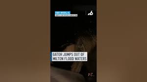 ‘He just bit our tire’ Gator jumps out of Milton flood waters