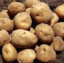 Mata tunas dari umbi batang dapat kamu amati pada ubi jalar dan kentang dengan cara sebagai berikut. Perkembangbiakan Vegetatif Alami Tumbuhan Cahaya Mentari