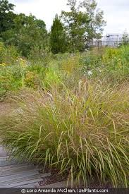 Image result for Panicum aequinerve