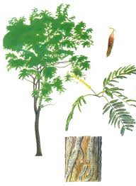 Image result for Acacia welwitschii