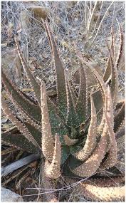 Image result for Agelanthus igneus