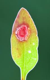 Image result for Enteucha acetosae