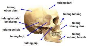 Rangka manusia terbagi menjadi 3 kelompok yaitu : Tulang Penyusun Rangka Manusia Terlengkap Dosenbiologi Com