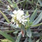 Image result for Spermacoce kirkii