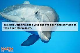 Eyefacts Dolphins Sleep With One Eye Open And Only Half Their Brain Shuts Down Eye Facts Dolphins Eyes