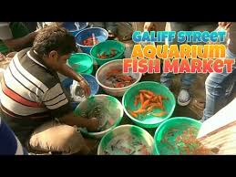 I just bought a butterfly beta from pet smart, and i know fish from pet stores can be sick. Galiff Street Kolkata Aquarium Fish Market Best Place To Buy Pet Fish Youtube