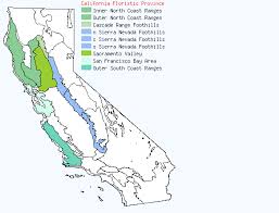 Image result for Pachylobus