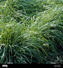 Image result for Lolium multiflorum