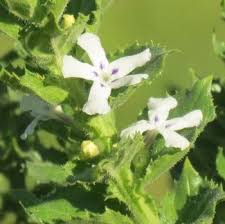 Image result for Hippocratea africana