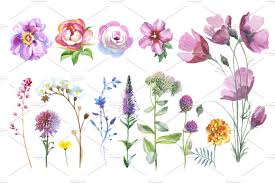 Wild Flowers Watercolor Png Set Watercolor Flowers Watercolor Illustration Wreath Watercolor