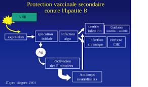 Vaccin h?patite b effets secondaires combien de temps apres. Hepatite B Qui Et Quand Vacciner Fmc Hge