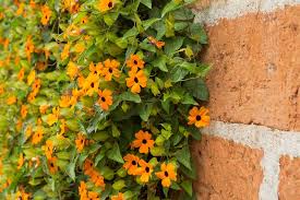 Most flowering vines, and all mentioned here, like sun and crossvine (bignonia capreolata) is a rugged, adaptable, carefree southern native. 14 Perfect Climbing Annuals Garden Lovers Club