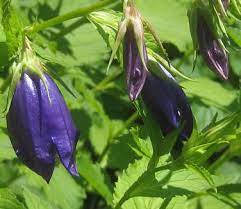 Campanula X Kent Belle Canterbury Bells From Pleasant Run Nursery