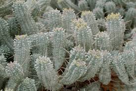 Image result for Euphorbia corniculata
