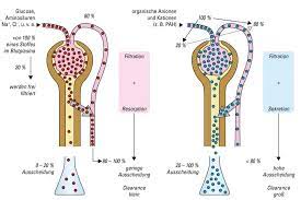 Herz reduziertes hzv erhöhte wandspannung. Http Www Loeffler Notfallmedizin De App Download 12957047436 Niere Physiologie Pdf T 1473176145