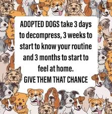 New hope rescue ranch was founded in the beginning of 2013 wi tthe goal has to help save more cats. New Hope Pet Rescue Michigan Facebook