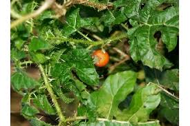 Image result for Solanum aculeatissimum