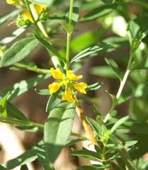 Image result for Heimia salicifolia