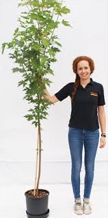 Sugar maple, hard maple, or rock maple. Sugar Maple Maple Trees For Sale From Pippin Trees