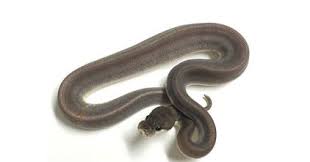 We did not find results for: Cinnamon Ball Python Morph A Complete Guide